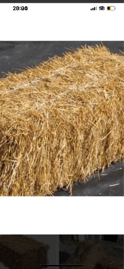 Paille, Articles professionnels, Agriculture | Aliments pour bétail, Enlèvement ou Envoi