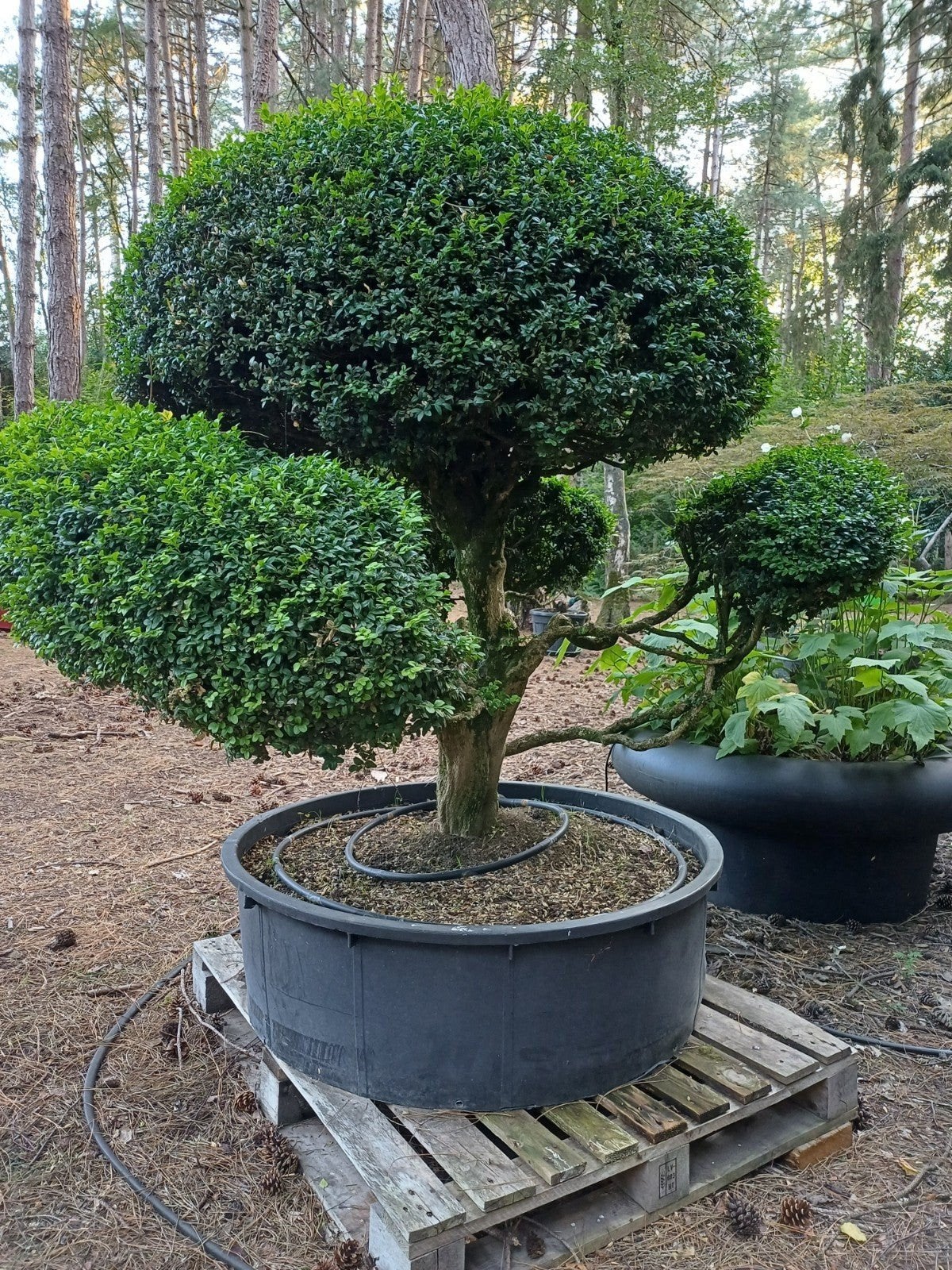 buxus bonsai oud, Tuin en Terras, Ophalen