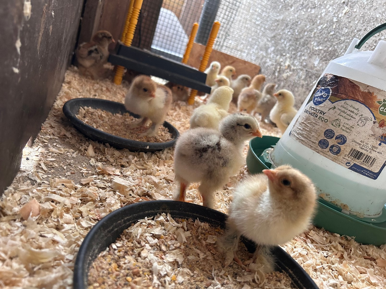 Poussins Brahma, Animaux & Accessoires, Plusieurs animaux, Poule ou poulet