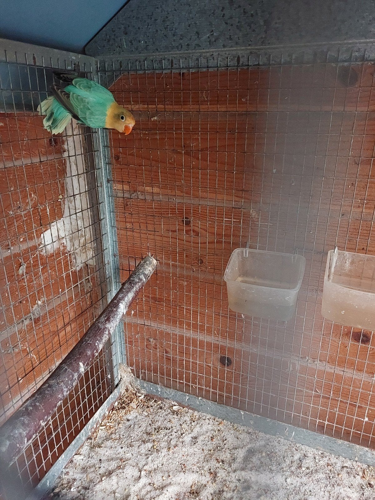 fischeri b1b2 opaline vrouw, Dieren en Toebehoren