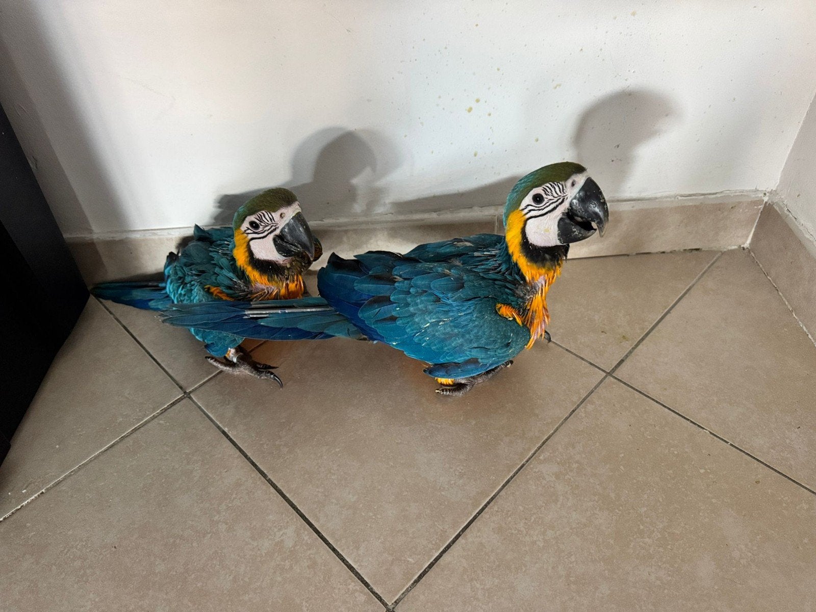 Bebe perroquet ara ararauna , blauwgele ara, Dieren en Toebehoren, Papegaai, Geringd
