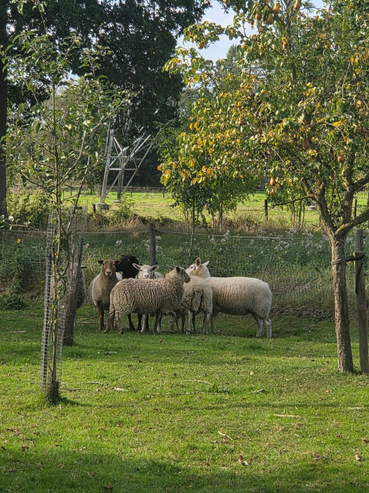 1 ramlam + 3 ooilammeren, Dieren en Toebehoren