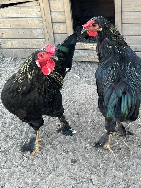 jonge hanen te koop (5 maanden oud), Dieren en Toebehoren, Maart, Mannelijk