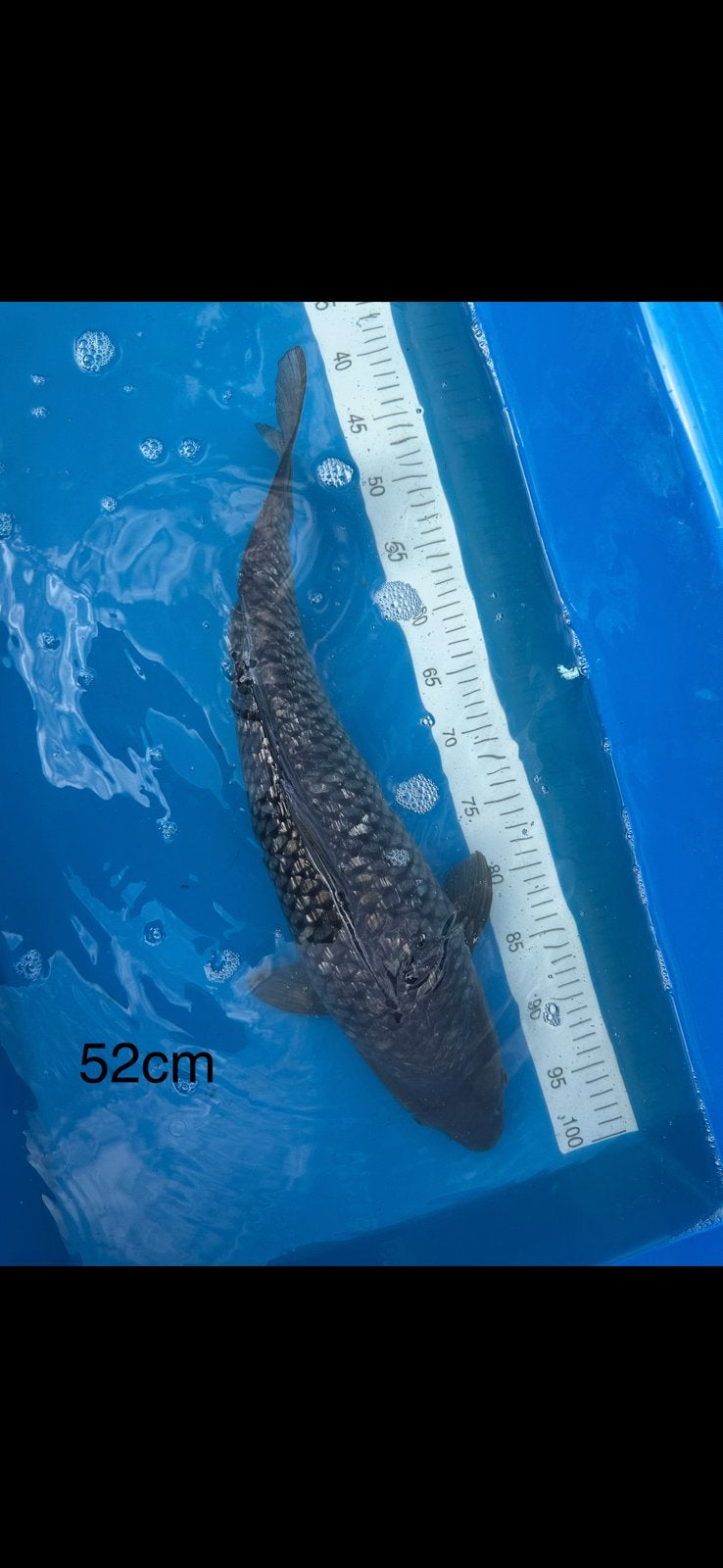 Peche koi, Enlèvement