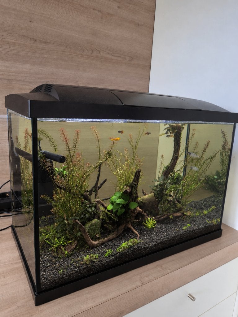 Compleet aquarium met vissen (60L), Dieren en Toebehoren, Ophalen, Pomp, Superfish