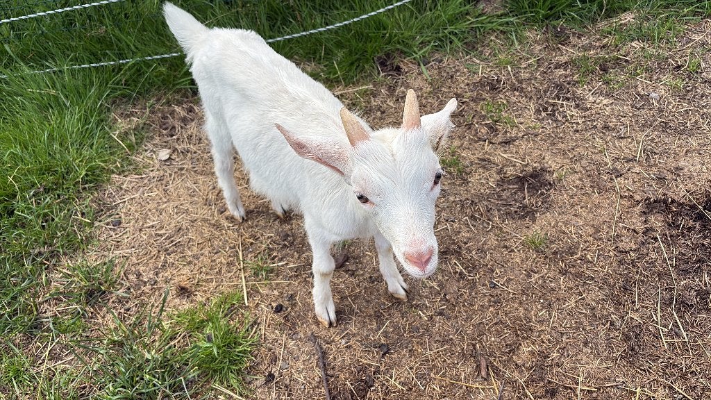Saenen (kind), Dieren en Toebehoren, Mannelijk, Geit, 0 tot 2 jaar
