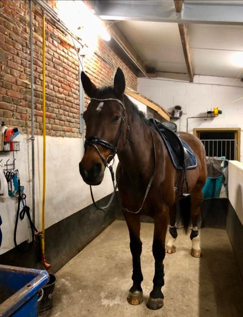Leuke merrie te koop, Dieren en Toebehoren, Merrie, Met stamboom, L, 11 jaar of ouder