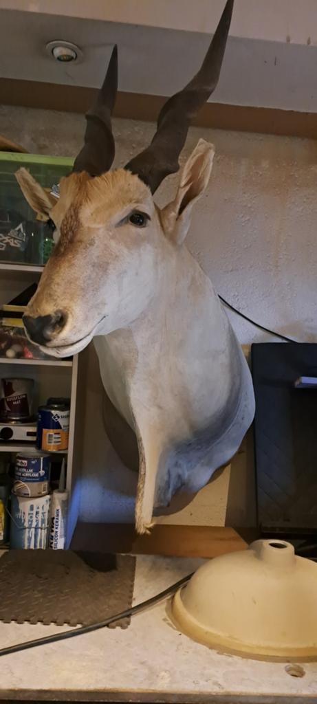 Eland antielope opgezet, Ophalen