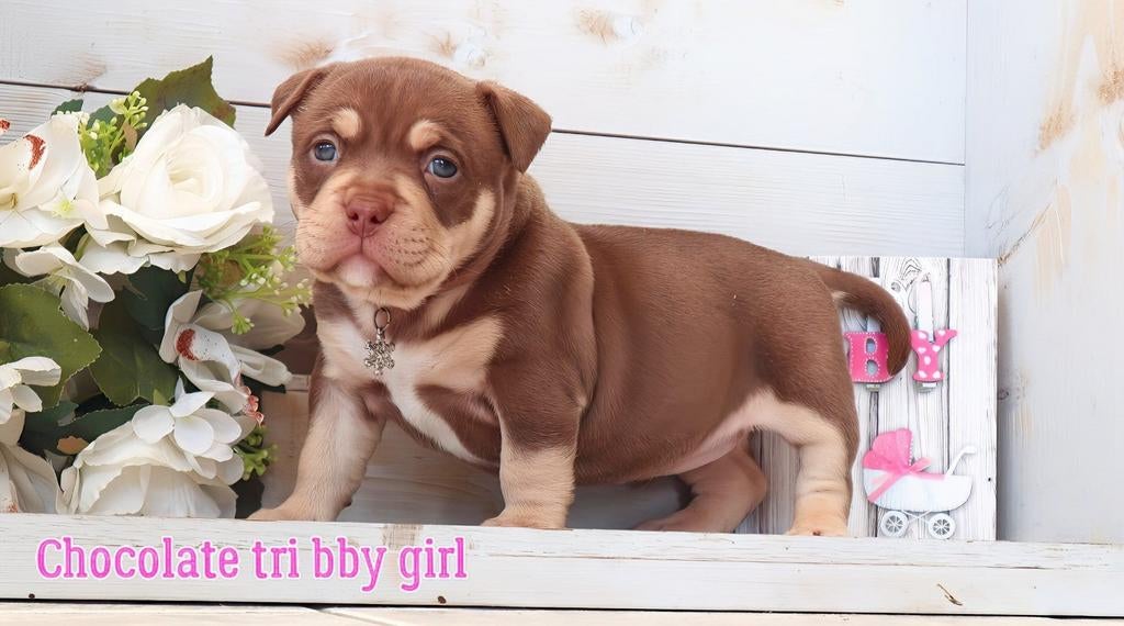 American bully teefje, België, 15 weken tot 1 jaar, Overige rassen, Teef