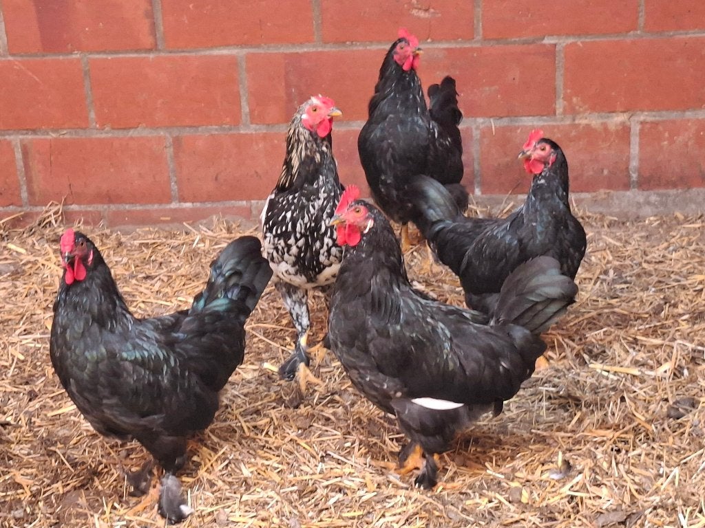 Hanen, Mâle, Poule ou poulet