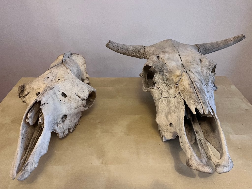 Lot de 2 crânes véritables: bœuf avec cornes et cheval, Antiquités & Art, Enlèvement