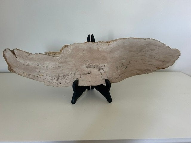 BOIS FOSSILE PÉTRIFIÉ - TERTIAIRE, Collections, Enlèvement, Fossile