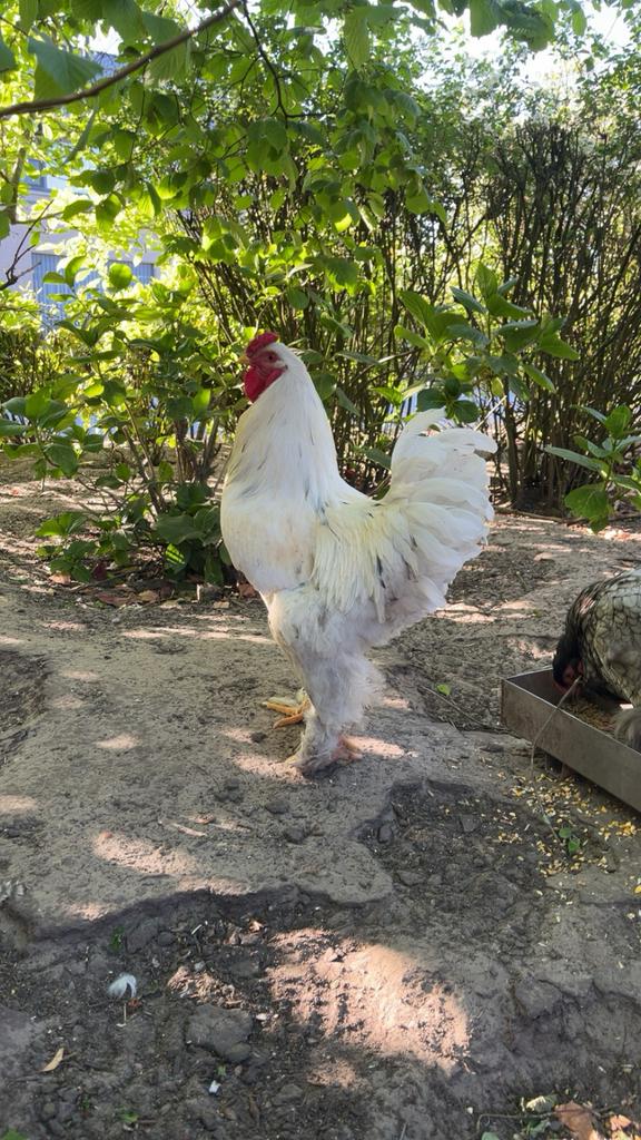 Brahma splash, Dieren en Toebehoren, Pluimvee, Mannelijk, Kip