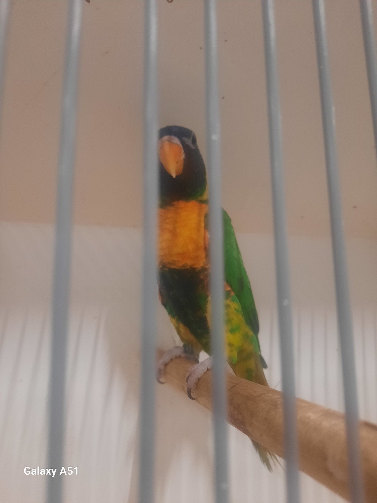 capistrite lori