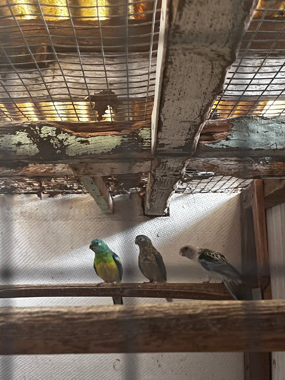 Blauwe rozella, Dieren en Toebehoren, Vogels | Parkieten en Papegaaien