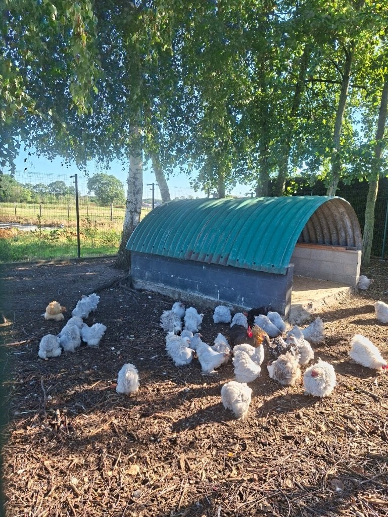 Cochin, Dieren en Toebehoren, Meerdere dieren, Kip