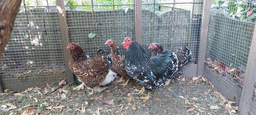 Broedeiren wyandotte kriel rood porselein, Dieren en Toebehoren, Pluimvee