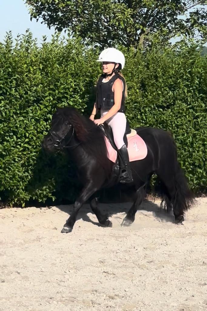 Mooie kinderpony shetlander merrie, Animaux & Accessoires, Poneys, Jument, Débourré, Poney A (jusqu'à 1.17 m), Poney de récréation