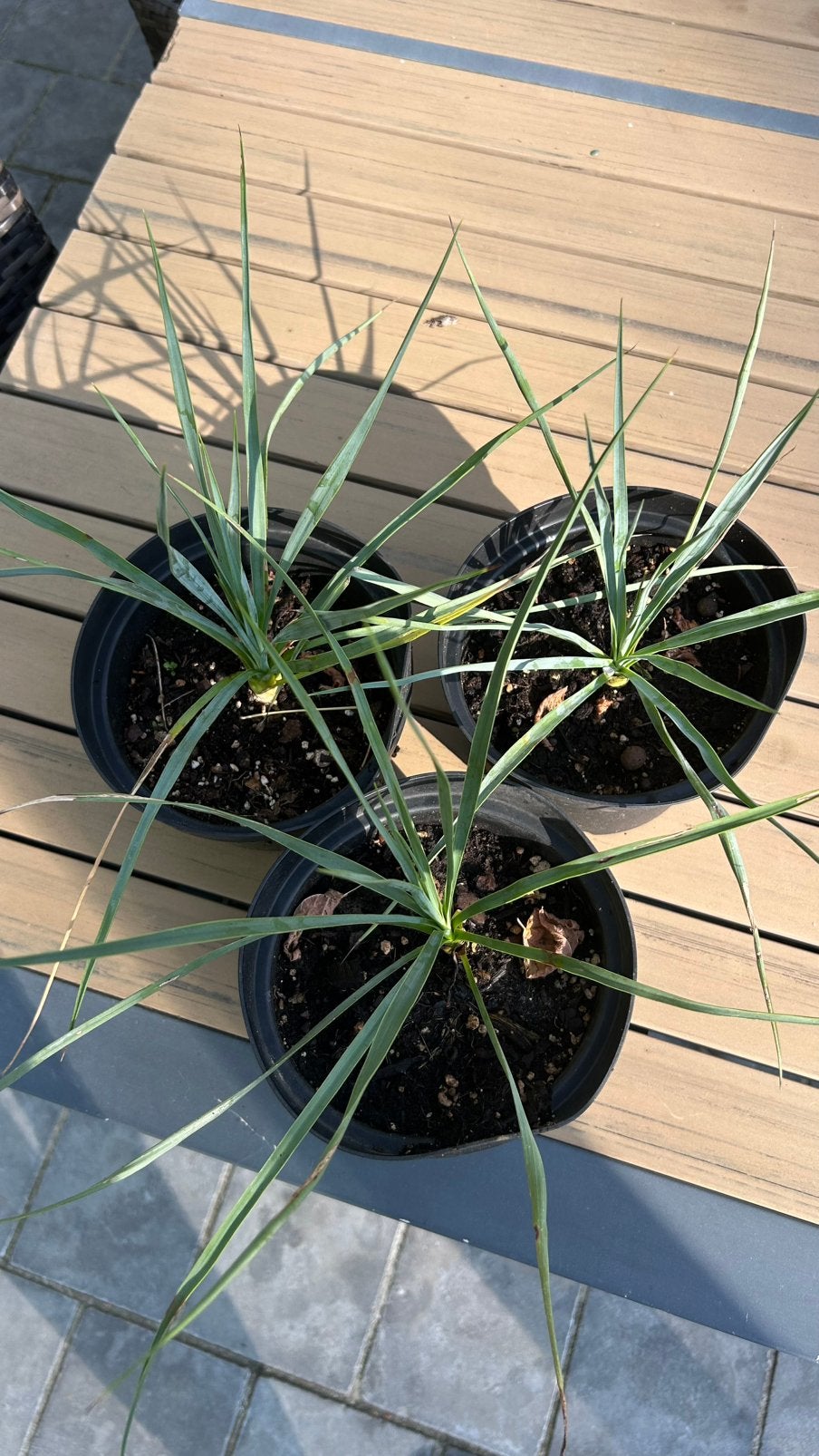 Yucca rostrata, Enlèvement