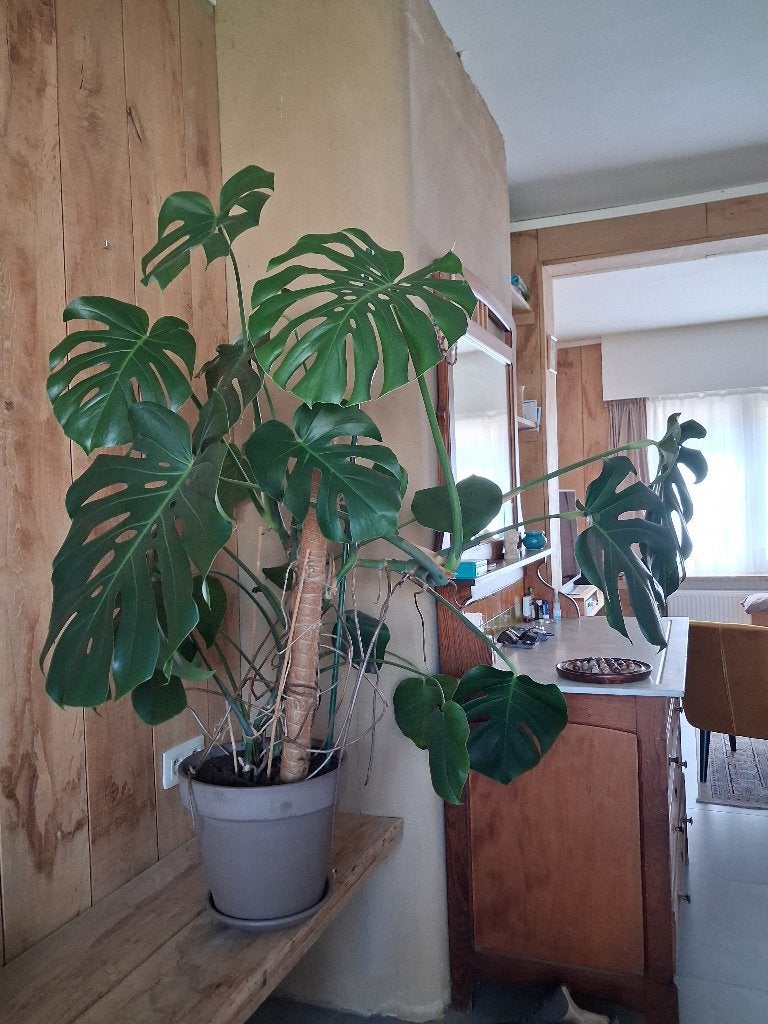 Monstera - gatenplant, Huis en Inrichting, Kamerplanten, Overige soorten, Ophalen