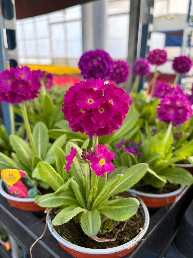 Polmrimula vaste plant- 3 kleuren, Ophalen, Vaste plant