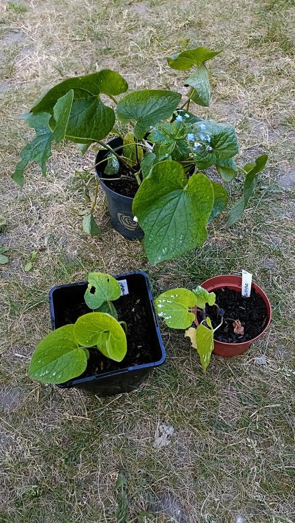 Brunnera , vanaf 2 euro, Tuin en Terras, Ophalen