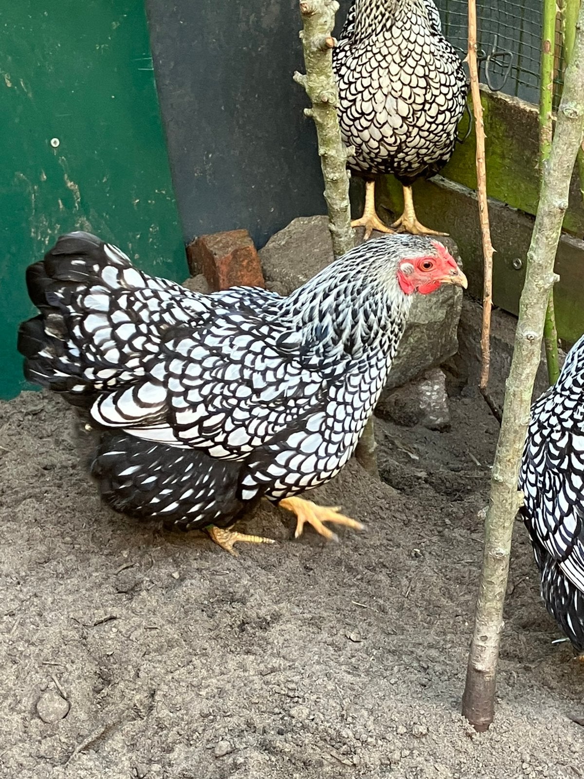 Wyandotte kriel, Dieren en Toebehoren, Pluimvee