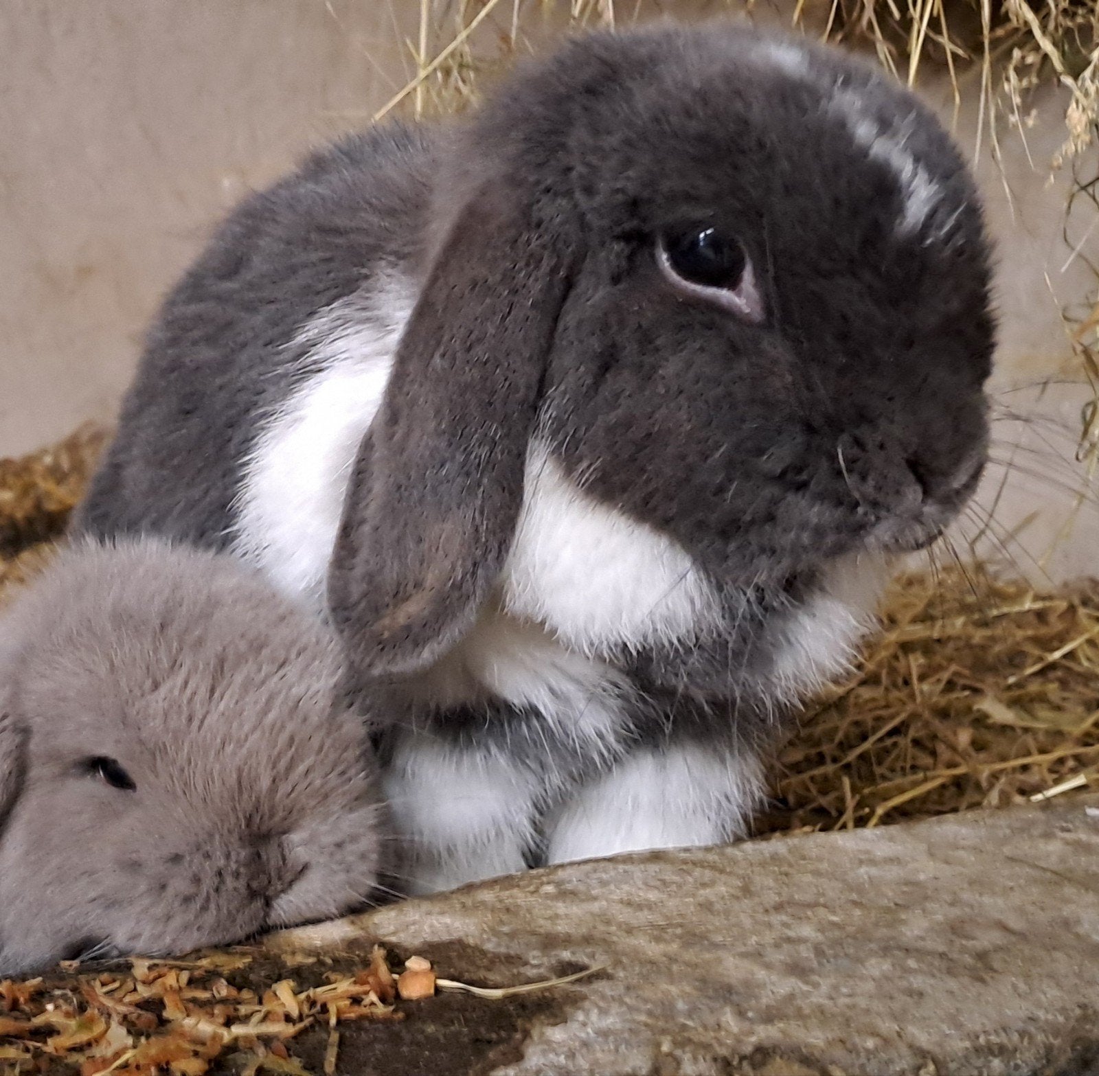 Minilop voedster, Dieren en Toebehoren, Konijnen
