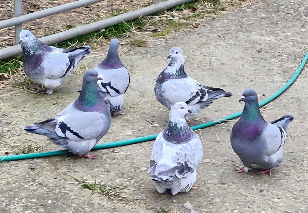 Mondain duiven koppel 2025, Dieren en Toebehoren, Pluimvee