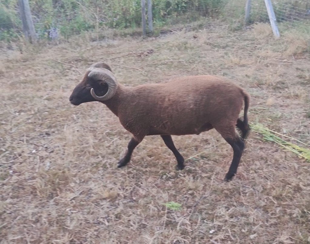 ram Manx Loaghtan 1,5 jaar oud, Dieren en Toebehoren, Mannelijk, Schaap, 0 tot 2 jaar