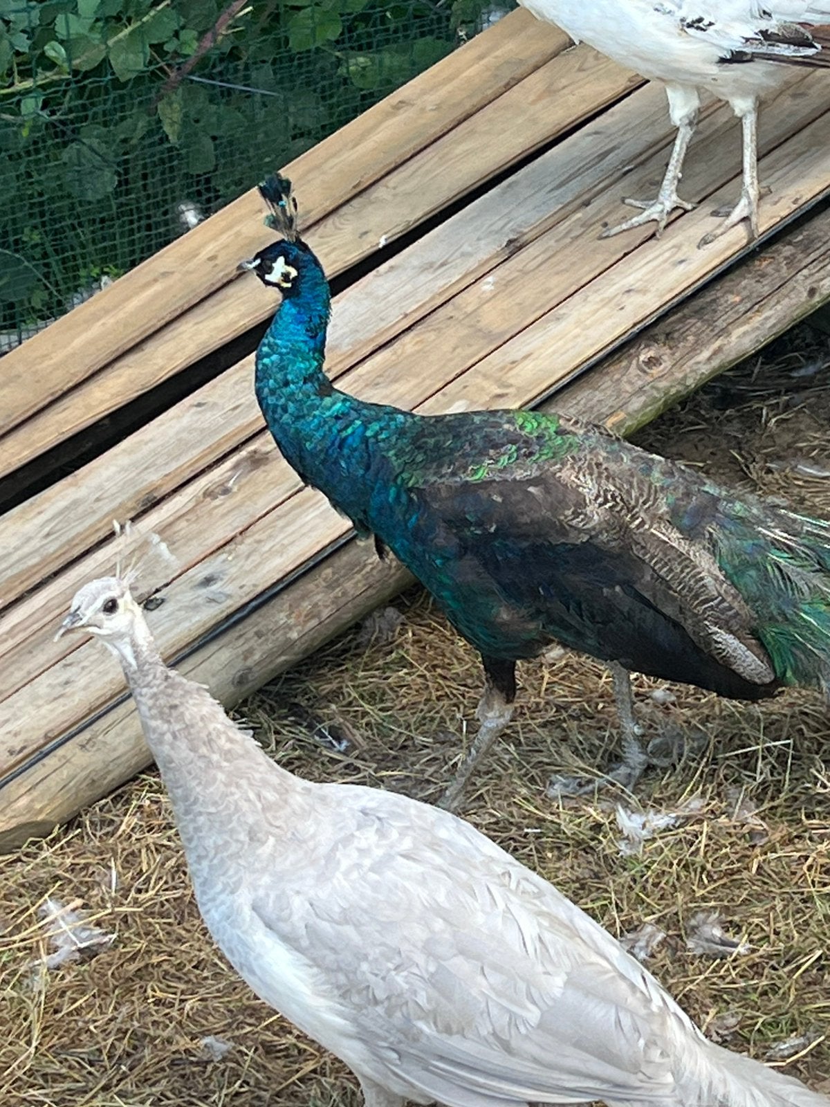 Spalding pauw, Animaux & Accessoires