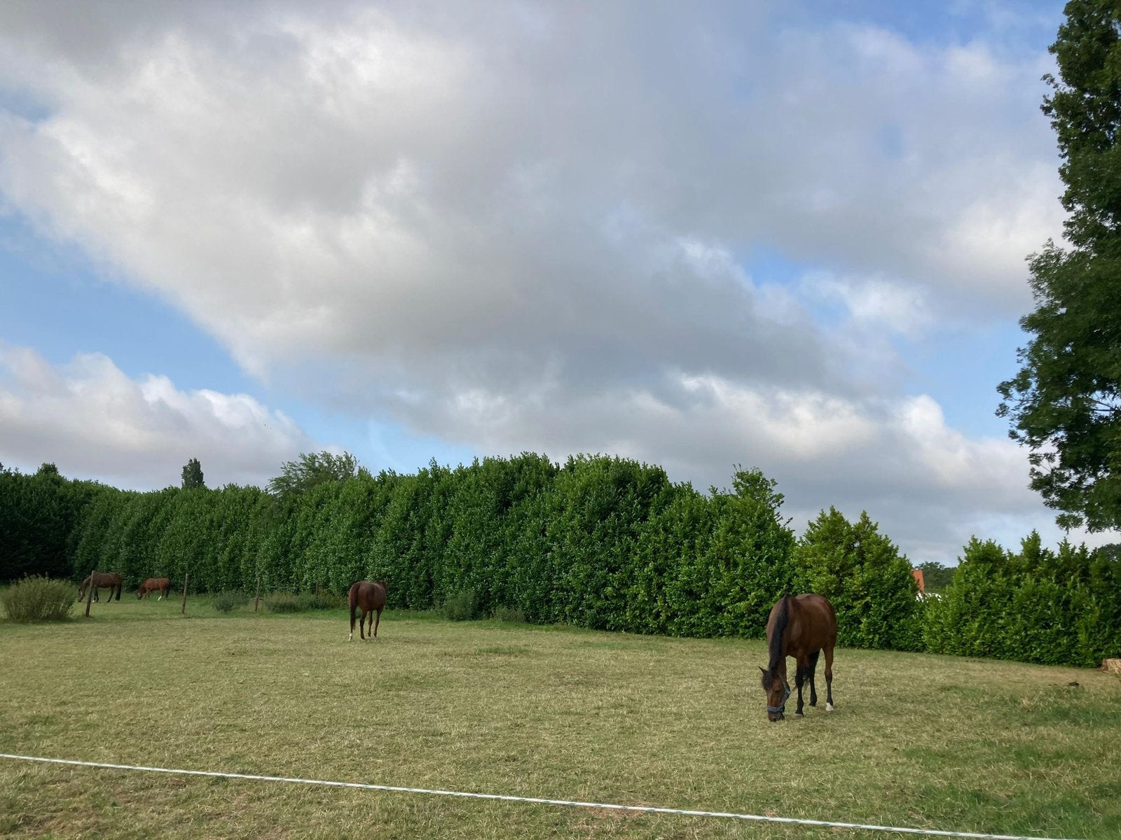Cherche demi pension pour D Poney