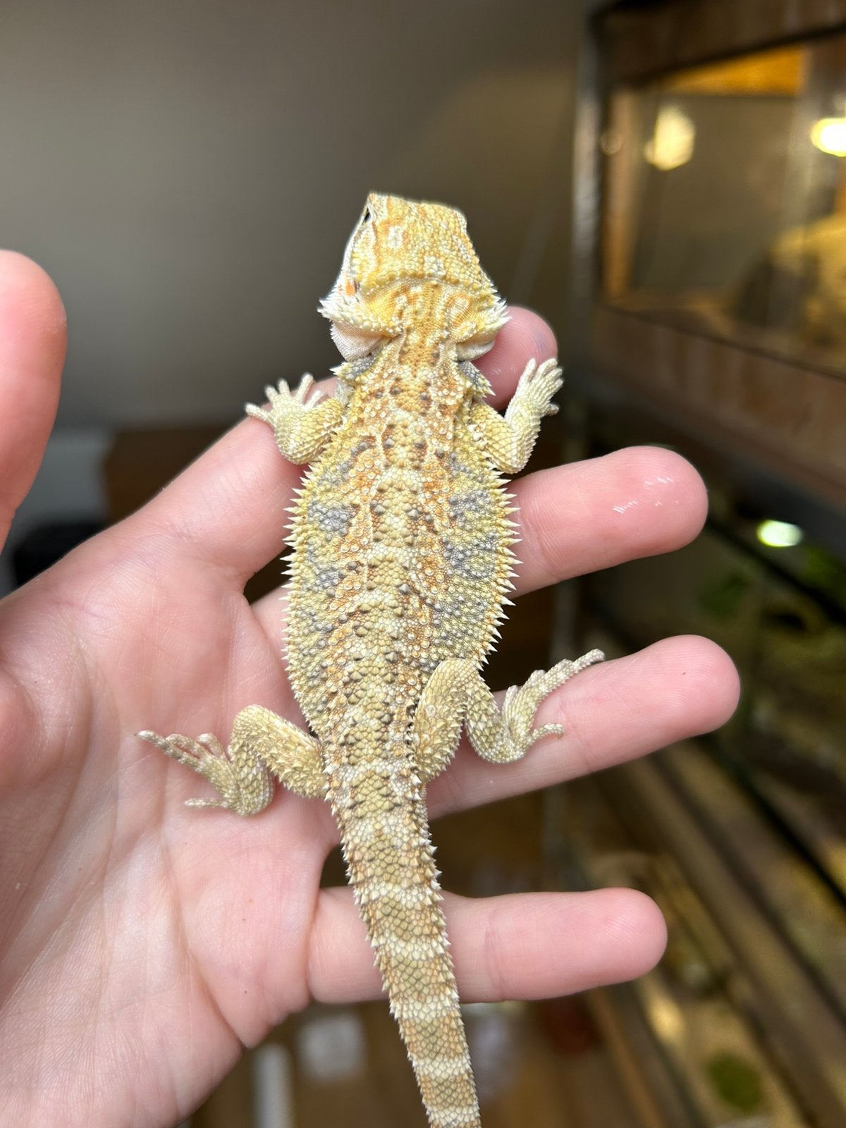 Citrus Hypo Genetic Stripe bleu bar, Dieren en Toebehoren, Hagedis, Tam, 0 tot 2 jaar