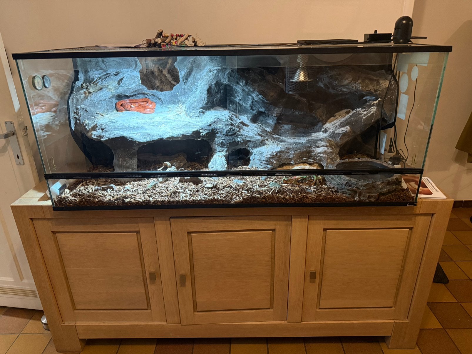 Terrarium 150x60x60 anaconda reptilles met 2 korenslangen, Slang, Met terrarium, 3 tot 6 jaar