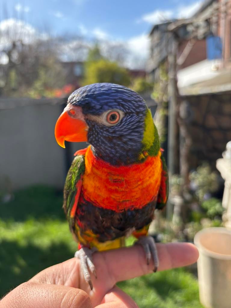 Zeer tamme lori papegaai, Dieren en Toebehoren, Papegaai