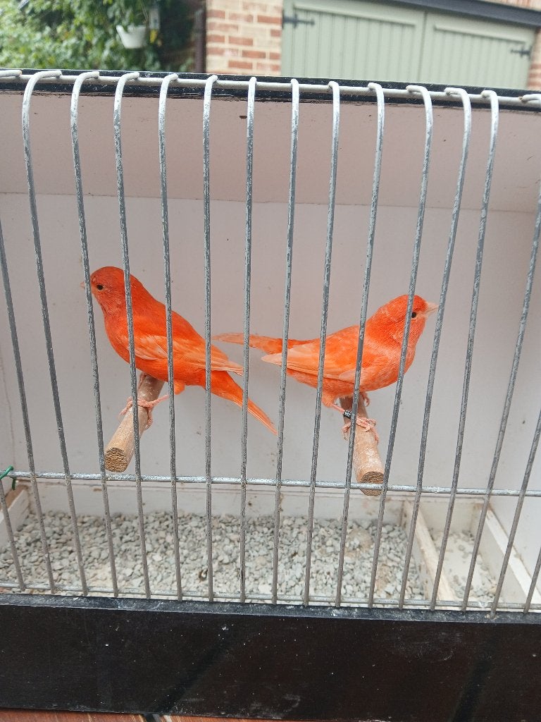 Rode kanaries, Dieren en Toebehoren, Meerdere dieren, Kleurkanarie