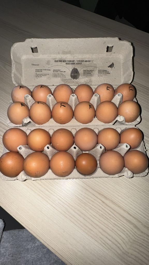 Verse eieren te koop 5 € voor 12, Dieren en Toebehoren, Pluimvee
