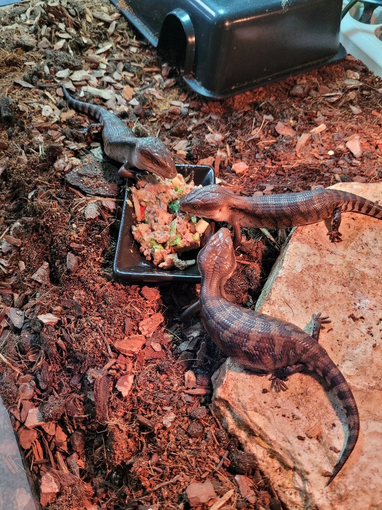 Australische Blauwtongskink - Tiliqua scincoides Intermedia, Dieren en Toebehoren, Hagedis, Met terrarium, 0 tot 2 jaar