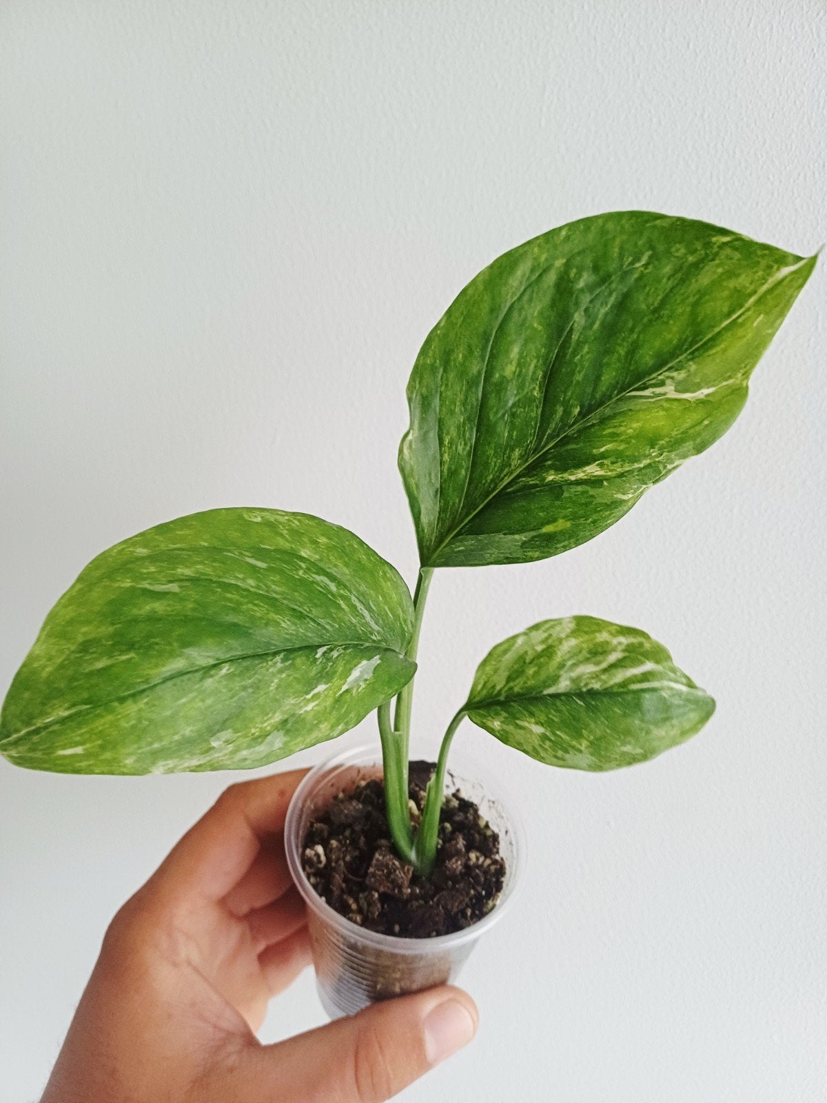 Monstera Lechleriana Albo variegata, Overige soorten, In pot, Minder dan 100 cm, Groene kamerplant