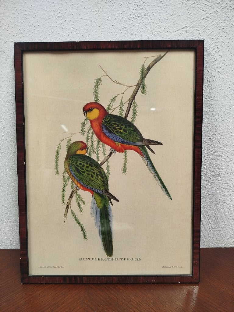 Vintage vogelprent John Gould Platycercus icterotis, Antiquités & Art, Enlèvement ou Envoi, Animaux et nature, Lithographie