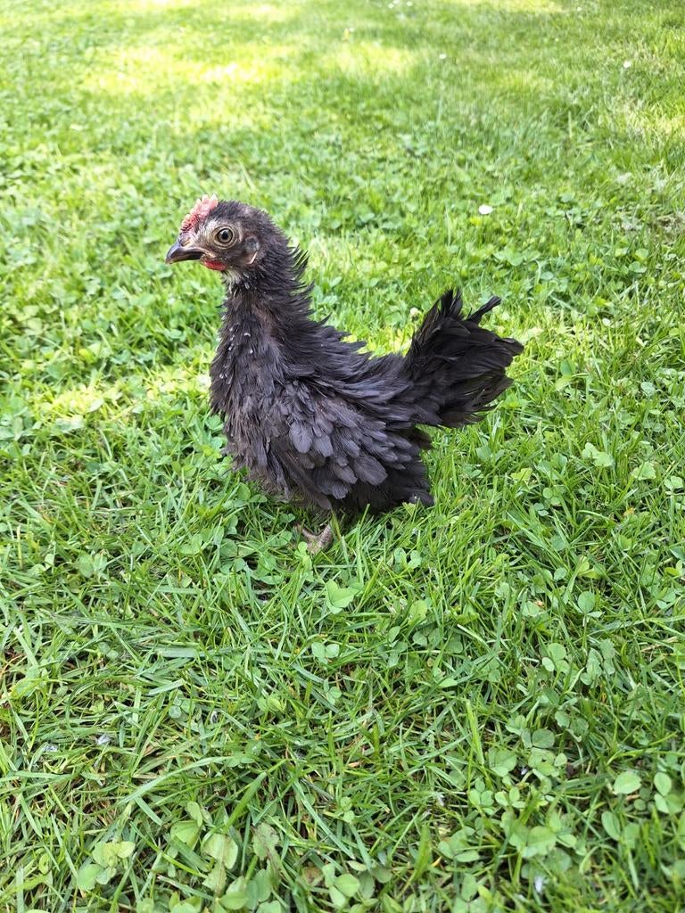 Serama haantjes, Dieren en Toebehoren, Pluimvee, Mannelijk, Kip