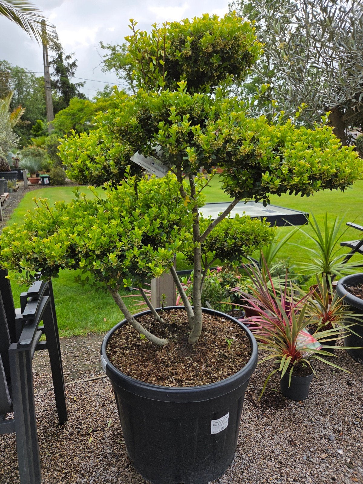 Ilex Crenata blondie Bonsai, Jardin & Terrasse, Plantes | Arbres, Enlèvement