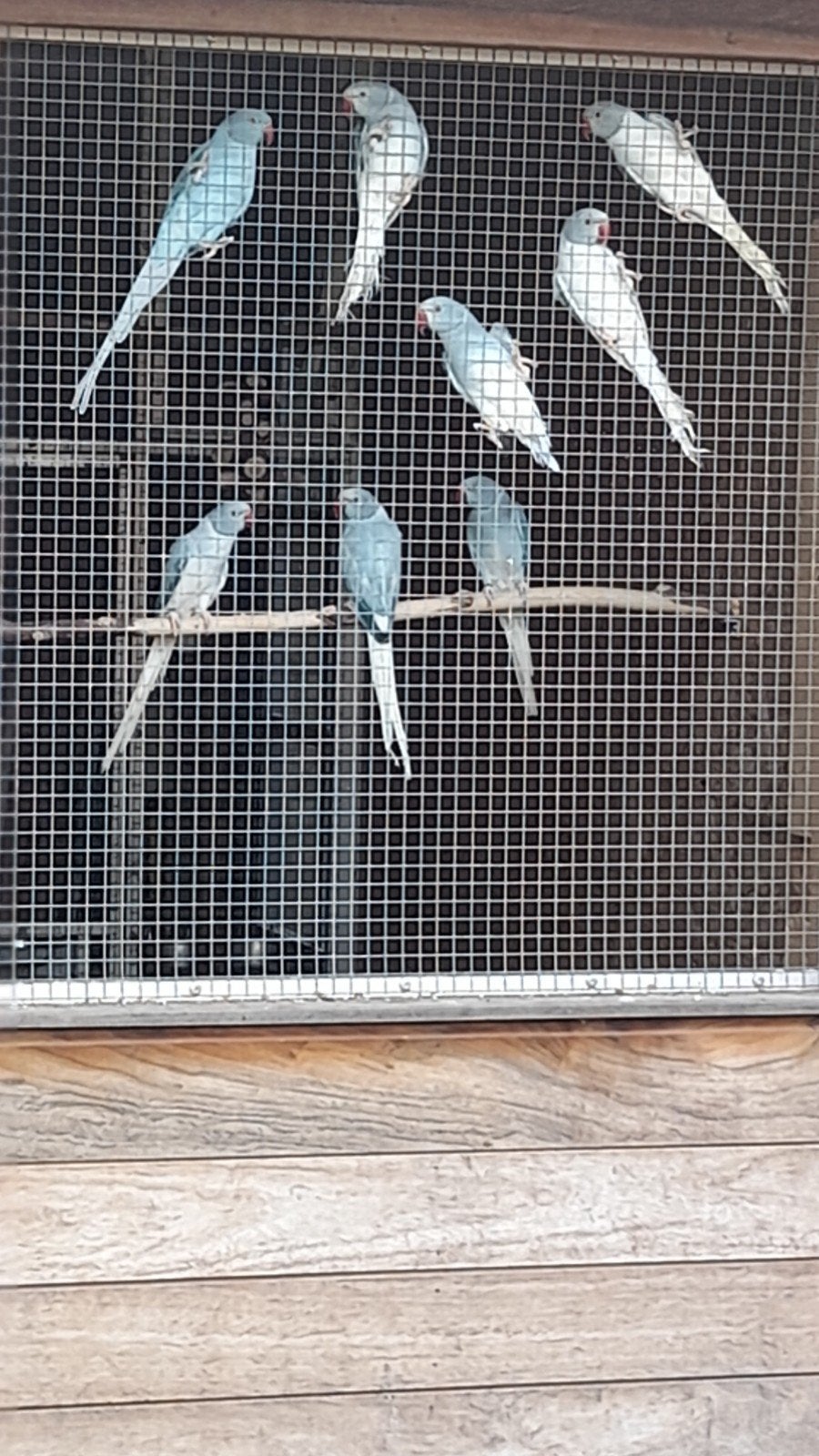 Halsband opaline wkwst, Dieren en Toebehoren