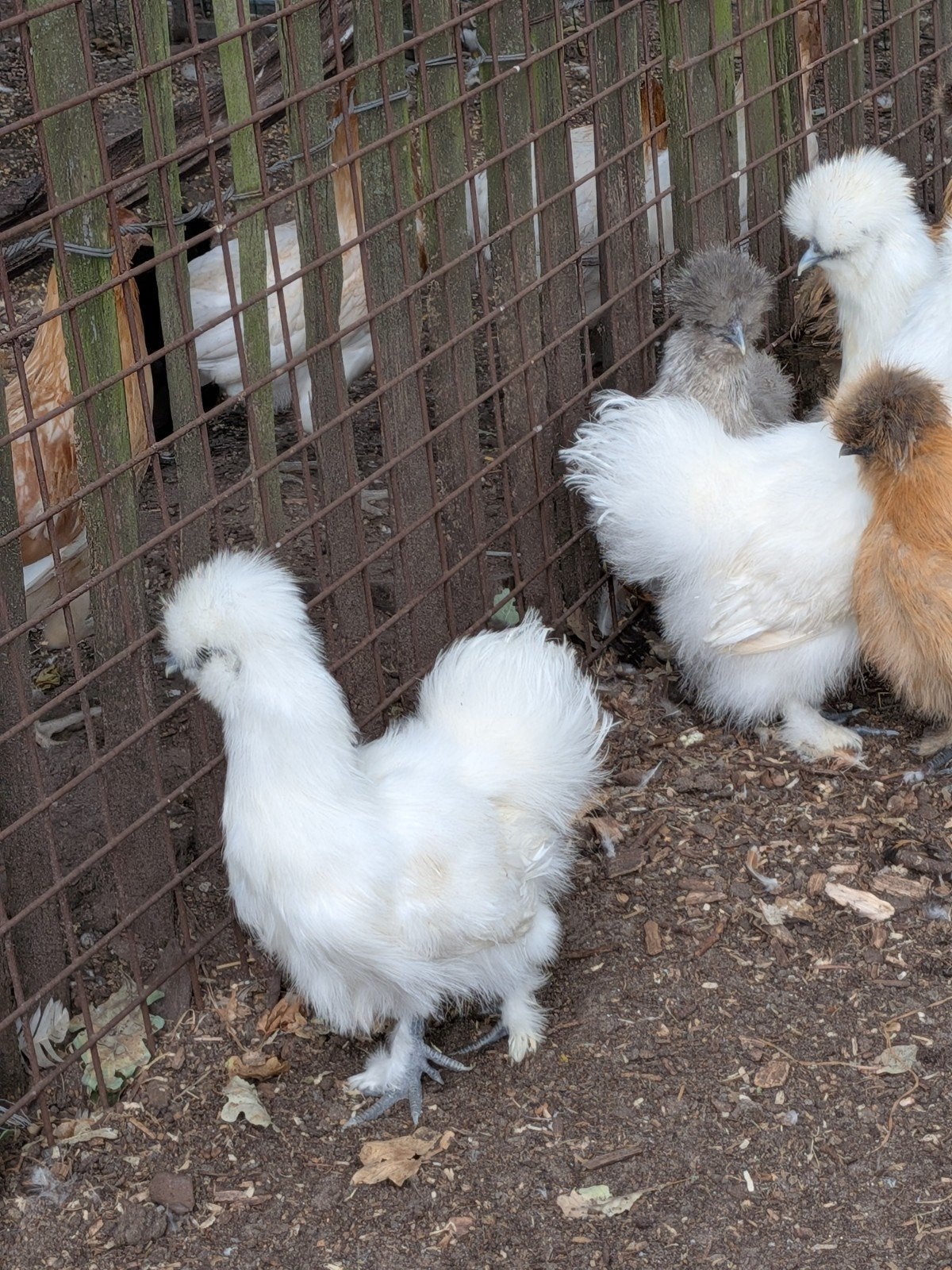 Zijdehoen kriel, Dieren en Toebehoren, Pluimvee