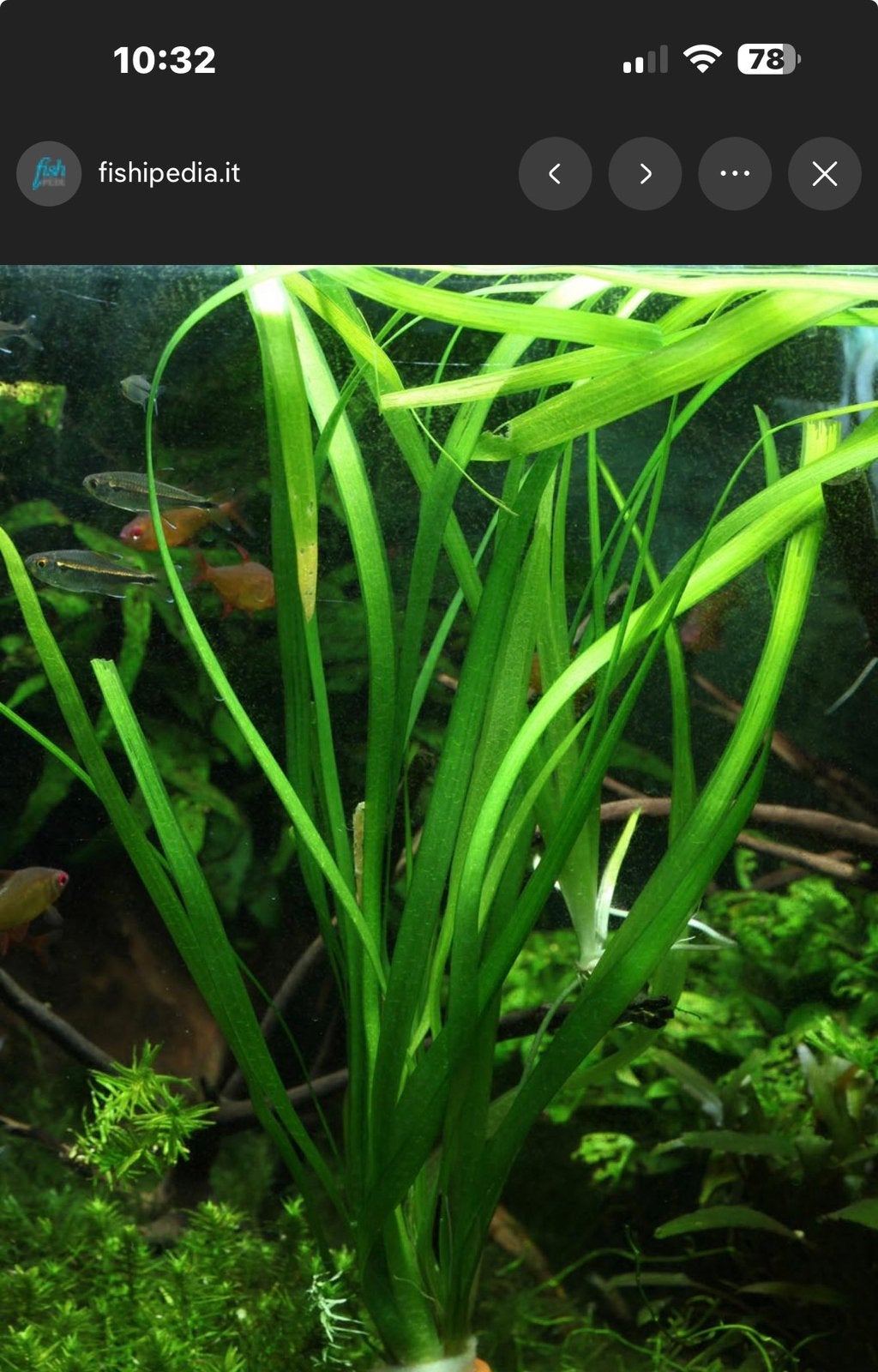 Valisneria aquariumplant, Animaux & Accessoires, Homard, Crabe ou Crevette, Poisson d'eau douce, Banc de poissons