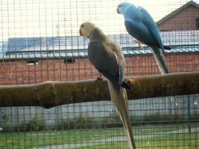 kweekkoppels halsbanden, Dieren en Toebehoren, Meerdere dieren, Parkiet, Geringd