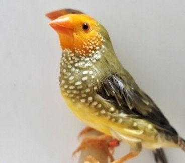 Te koop:Binsenastrilde 2026  Rood en Geelkop, Dieren en Toebehoren, Vogels | Overige Vogels