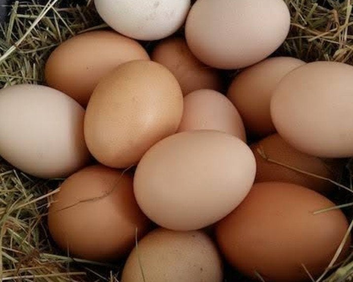 oeufs bio à vendre