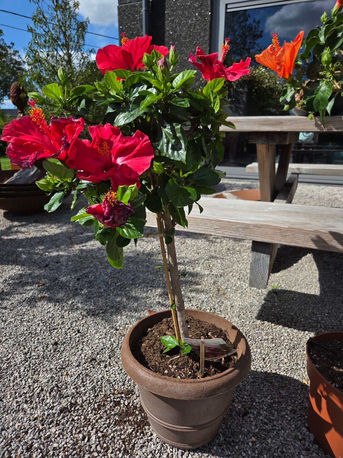 Hibiscus op stam, Tuin en Terras, Ophalen