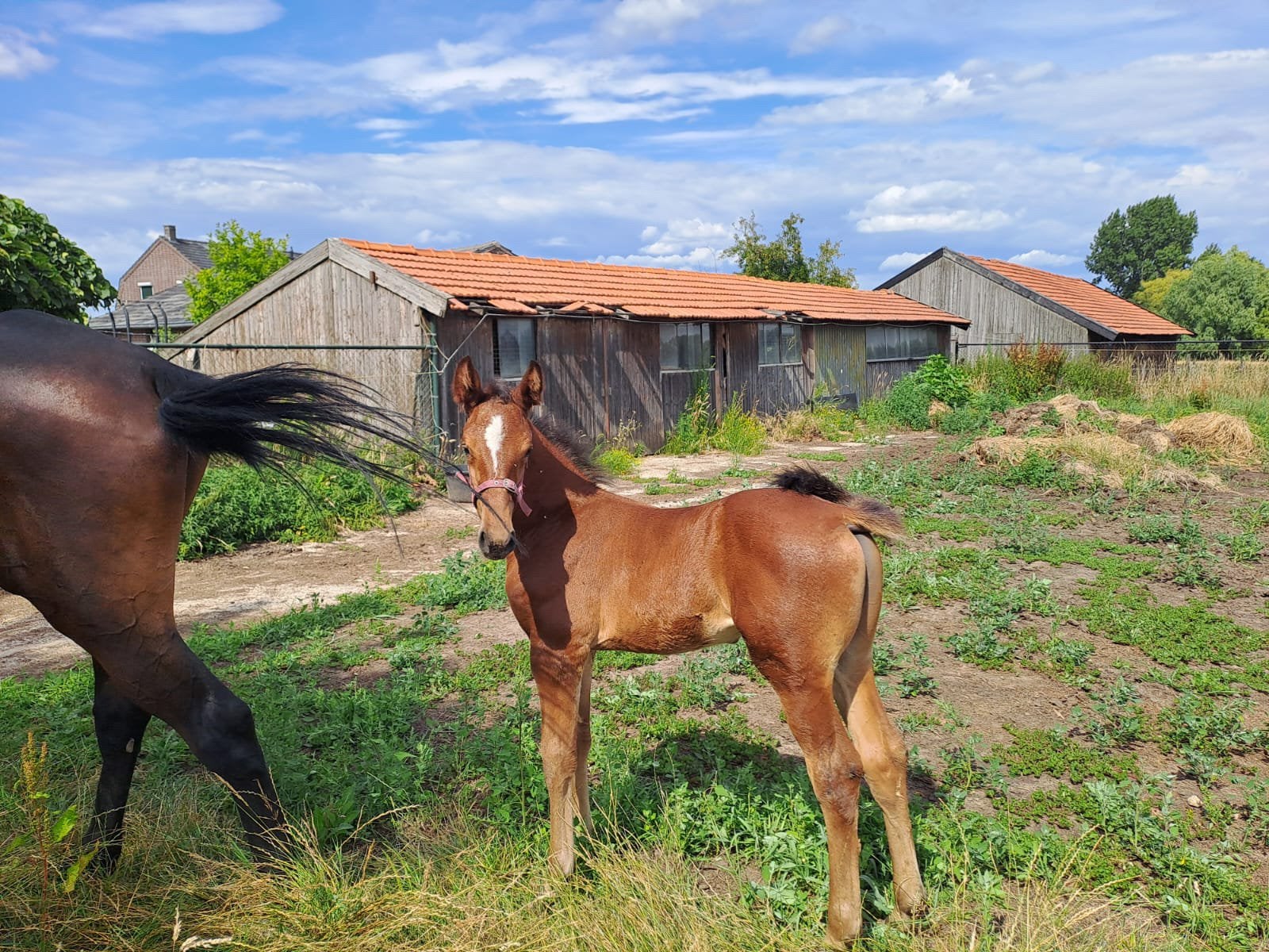 1.5 jarige spring hengst, Animaux & Accessoires, Chevaux, Avec pedigree, Étalon, 0 à 2 ans, Non dressé